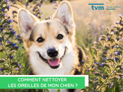  Comment nettoyer les oreilles de mon chien ?